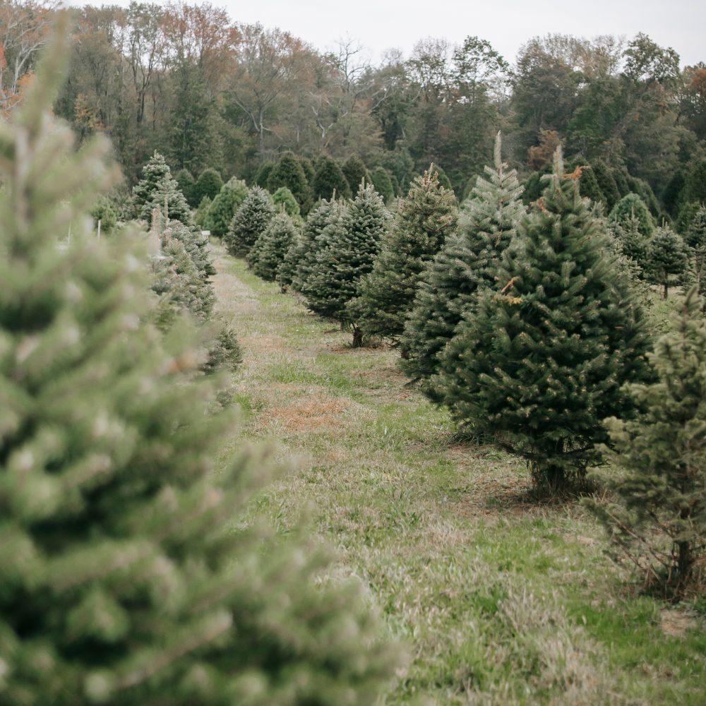 Fir trees. 
