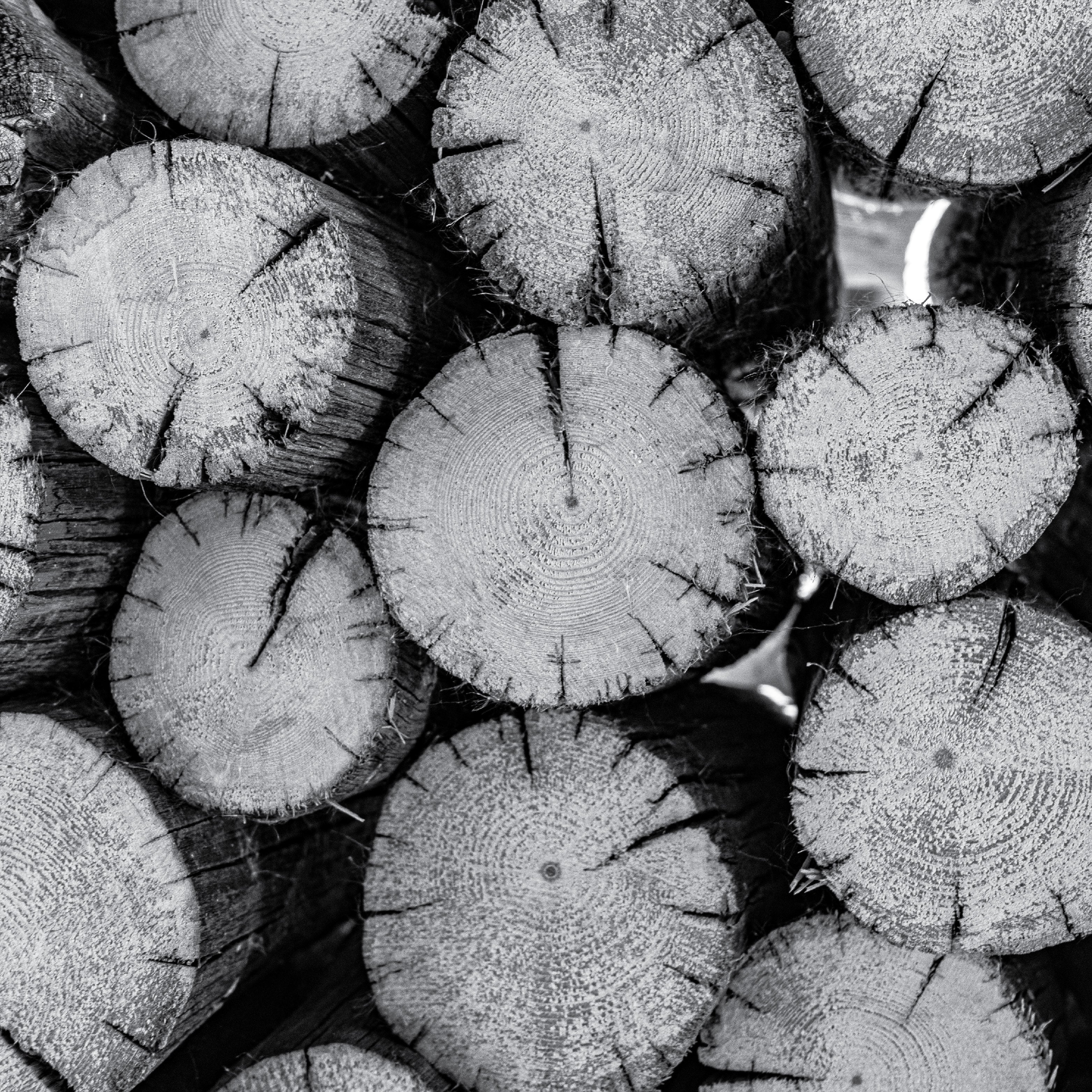 Close up of wood rounds. 