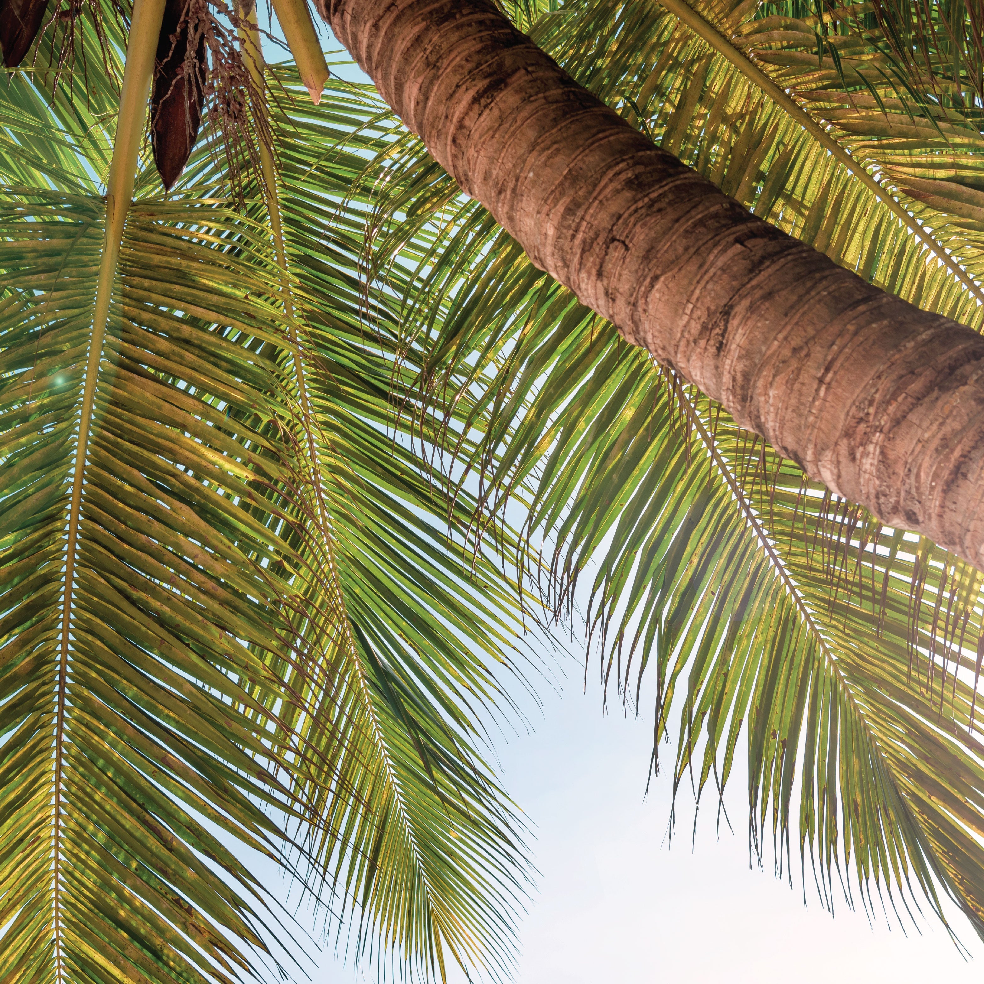 Palm tree.