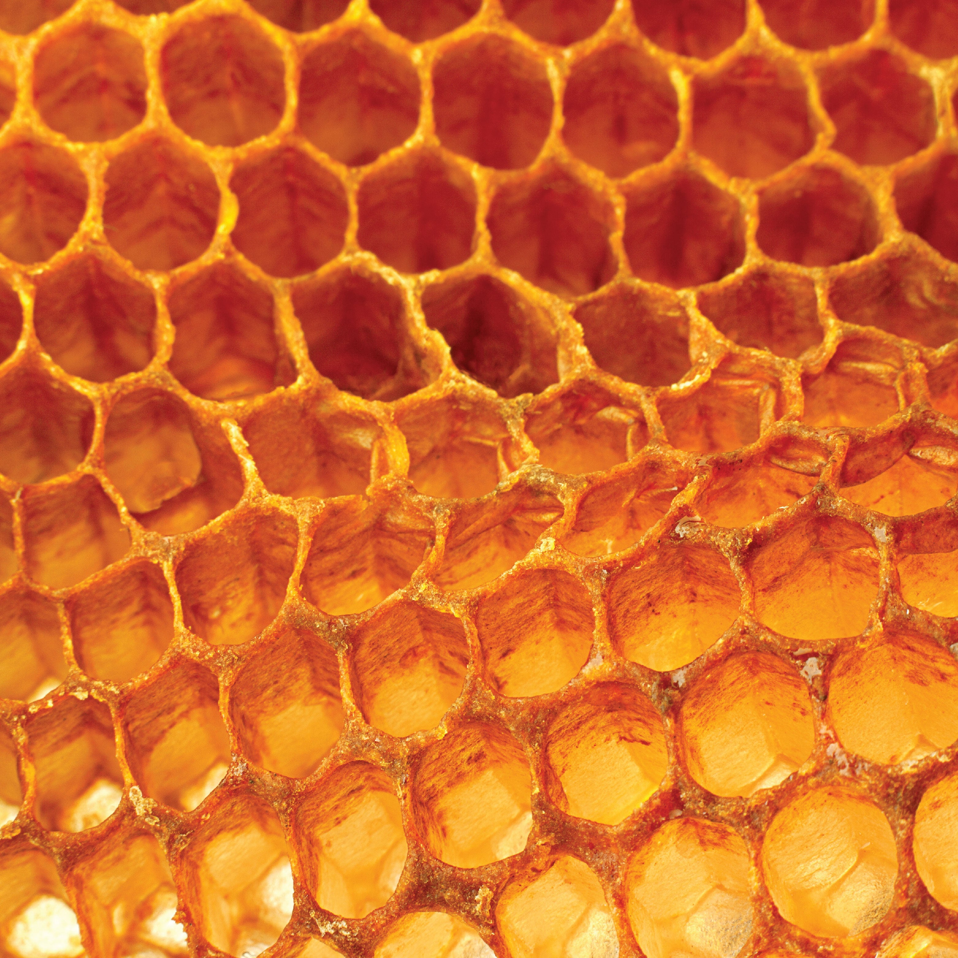 Close up of honeycomb. 