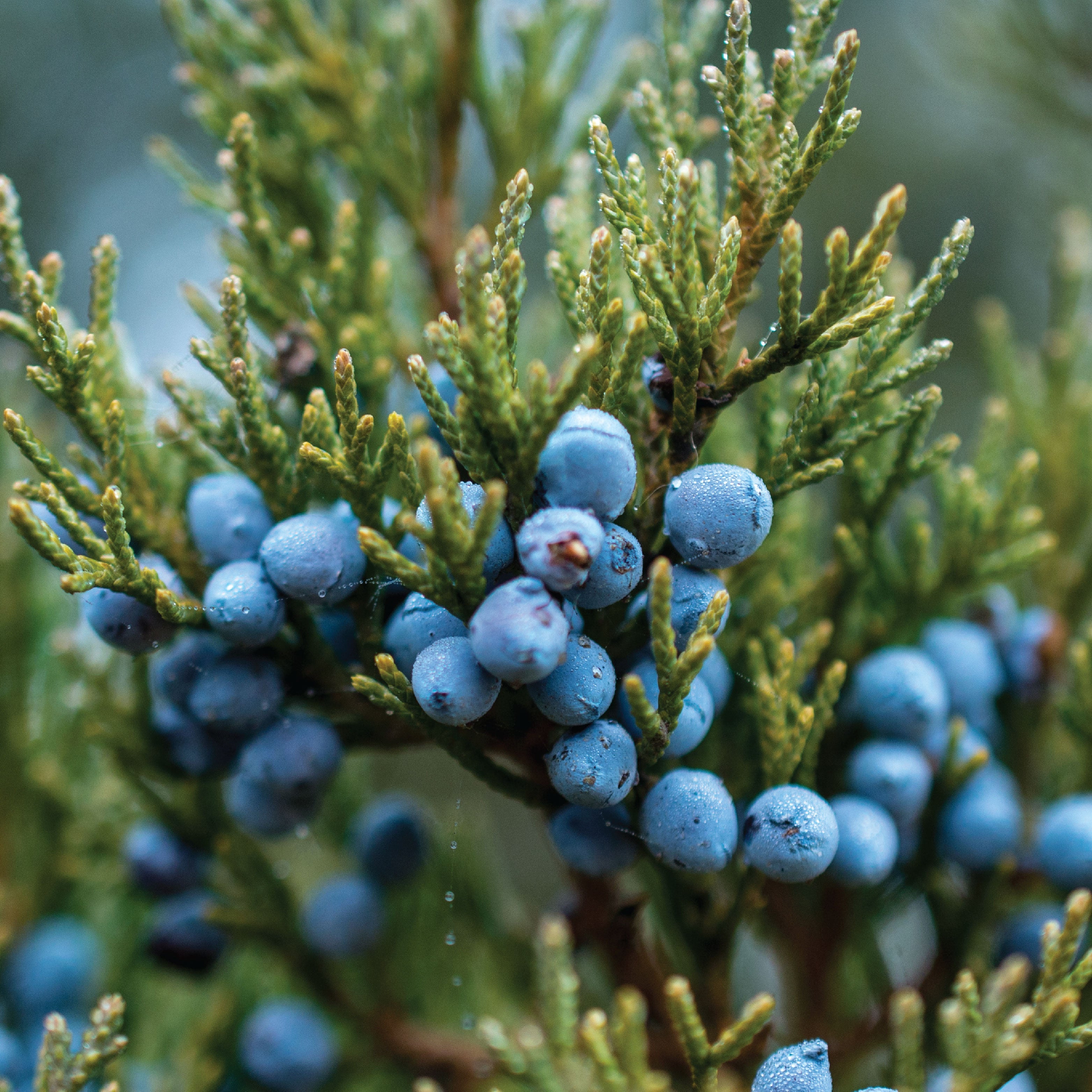 Close up of juniper berries.