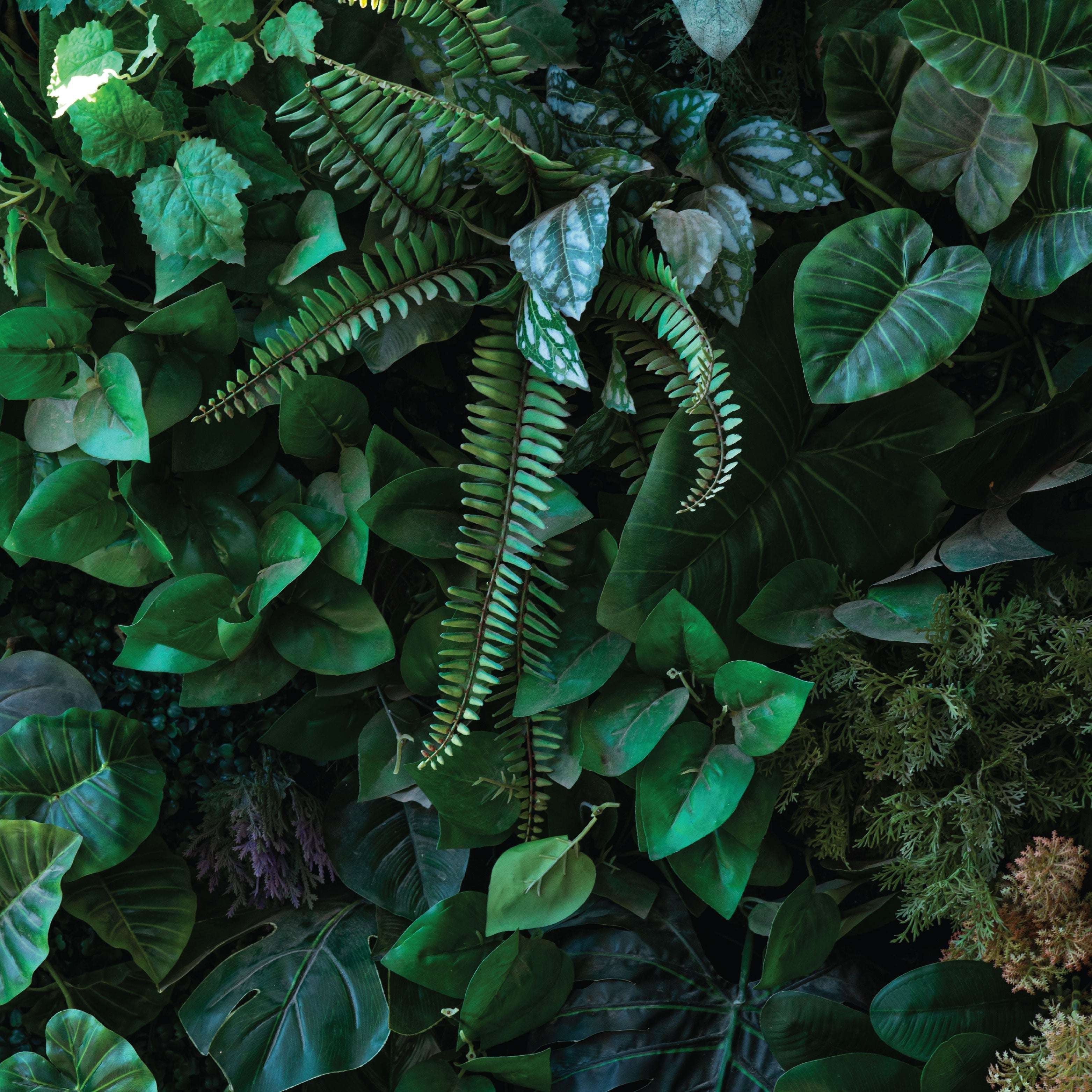 Close up of green foliage. 