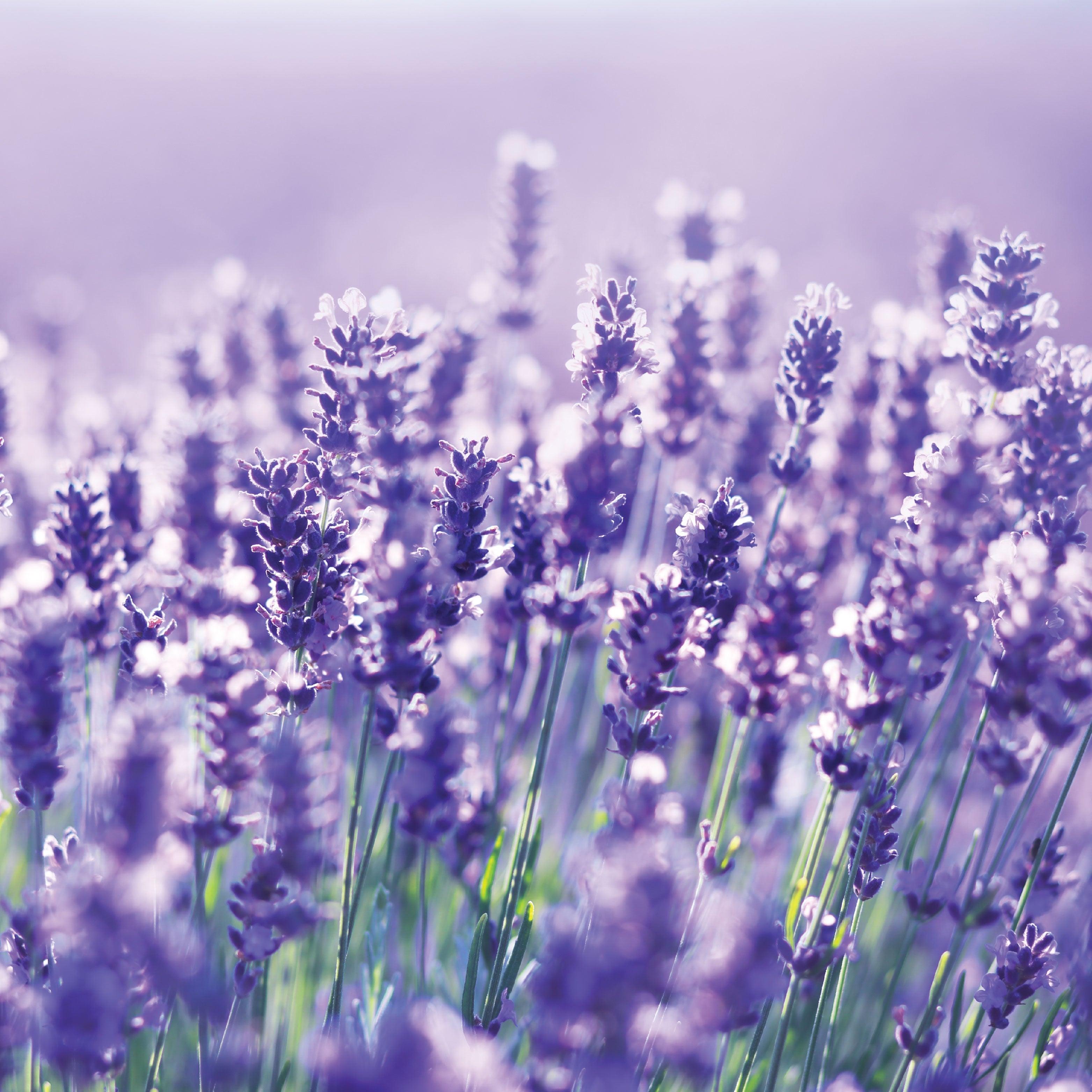 Field of lavender. 