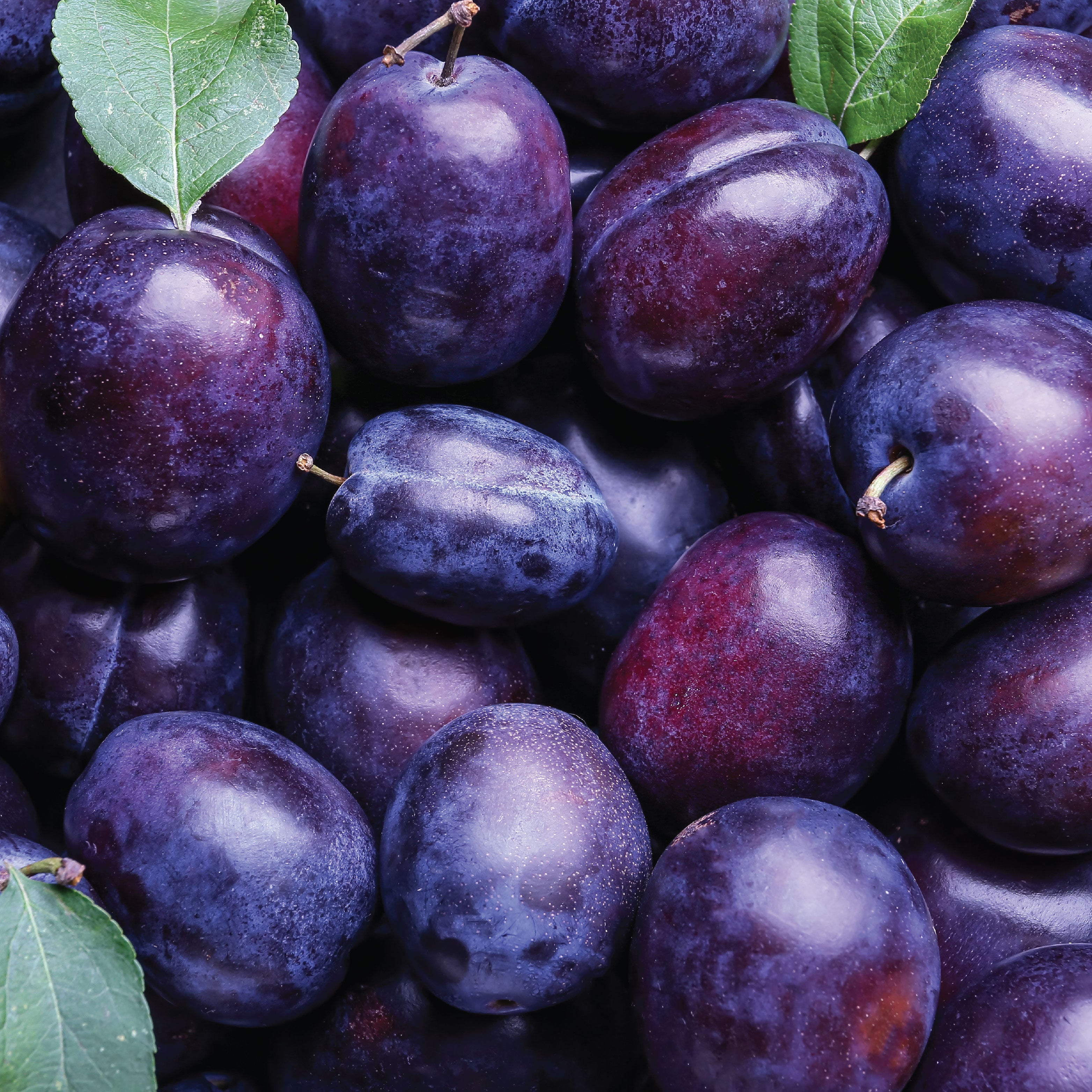 Array of purple plums. 