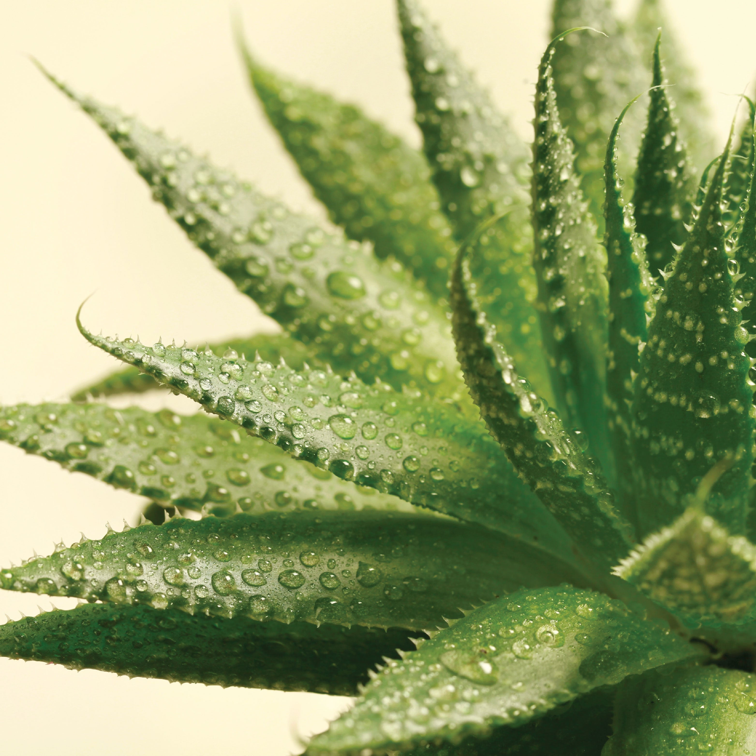 Aloe plant with condensation drops. 