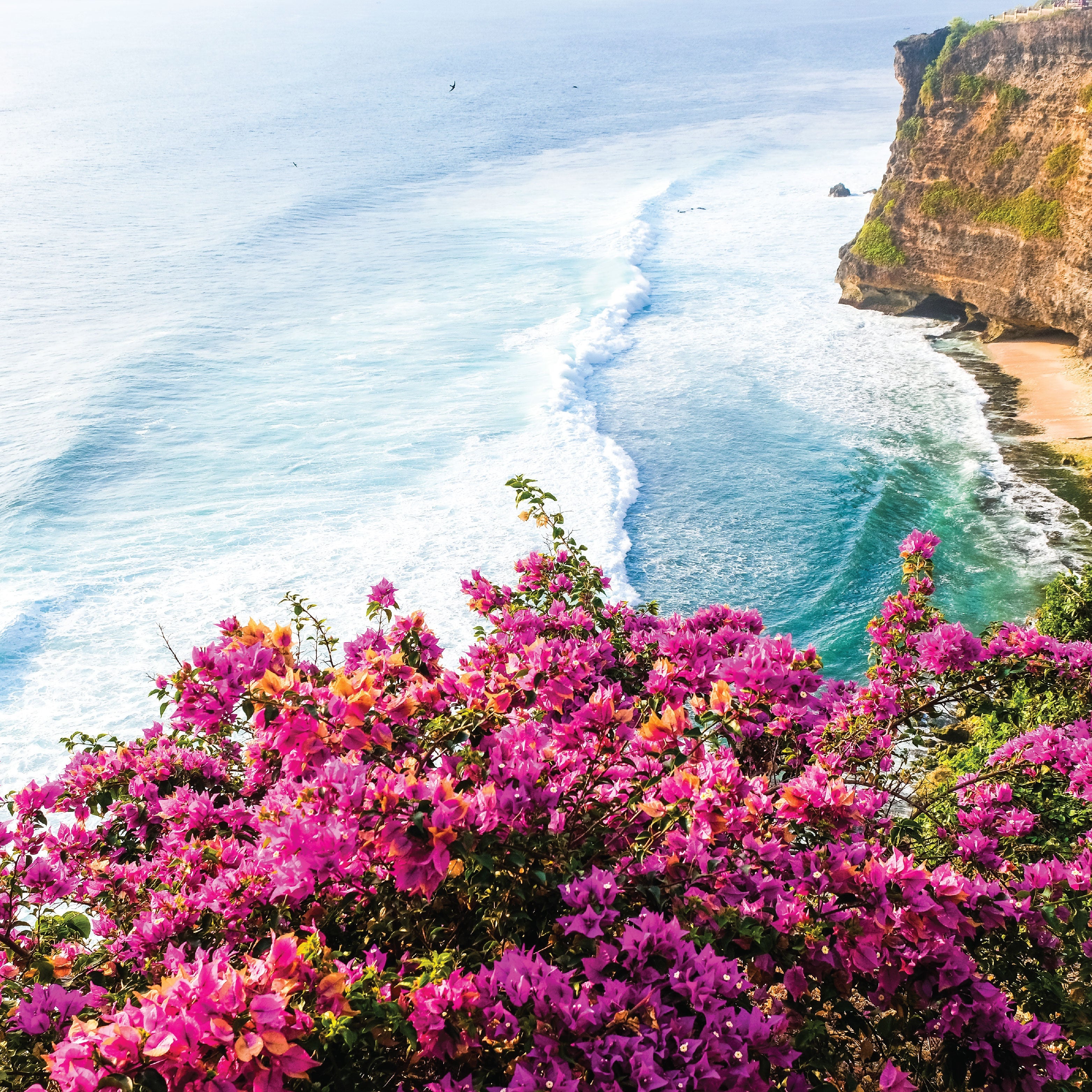 A beach-scape with vibrant pink flowers in the forefront. 