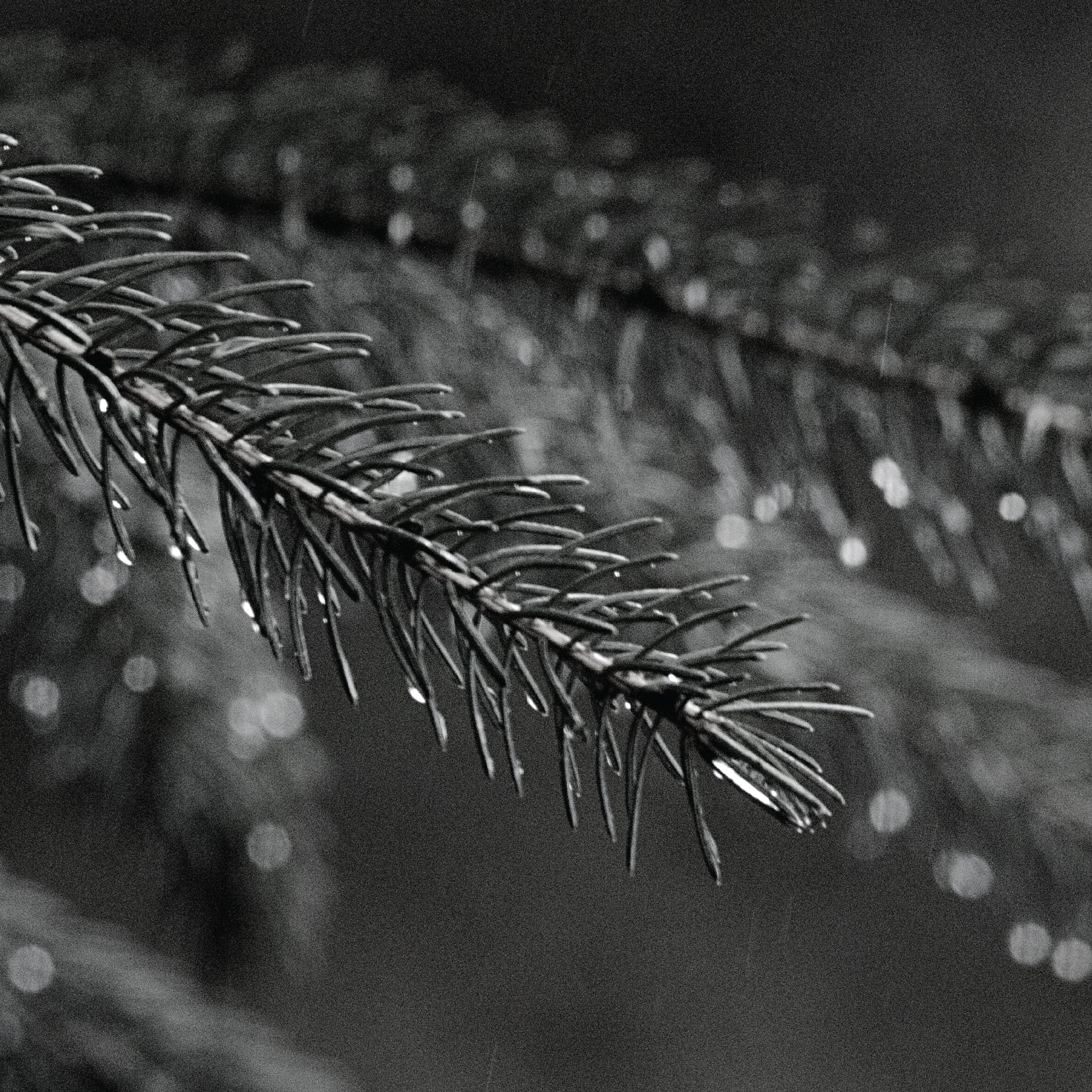 Close up of pine needles. 
