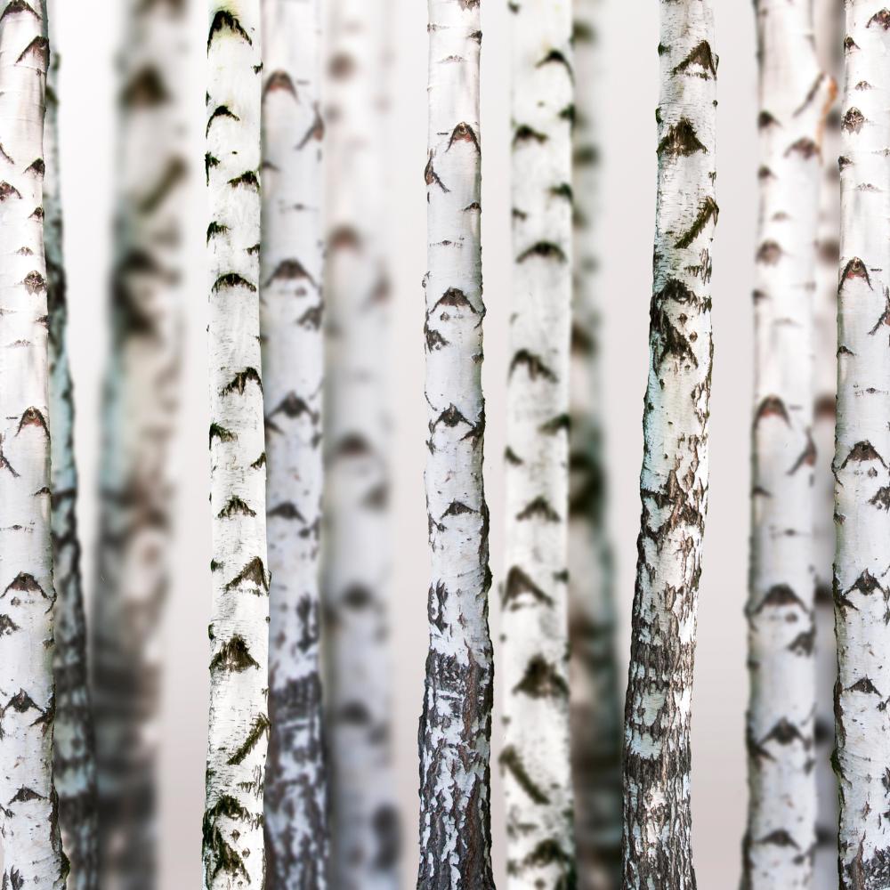 Birch tree forest. 