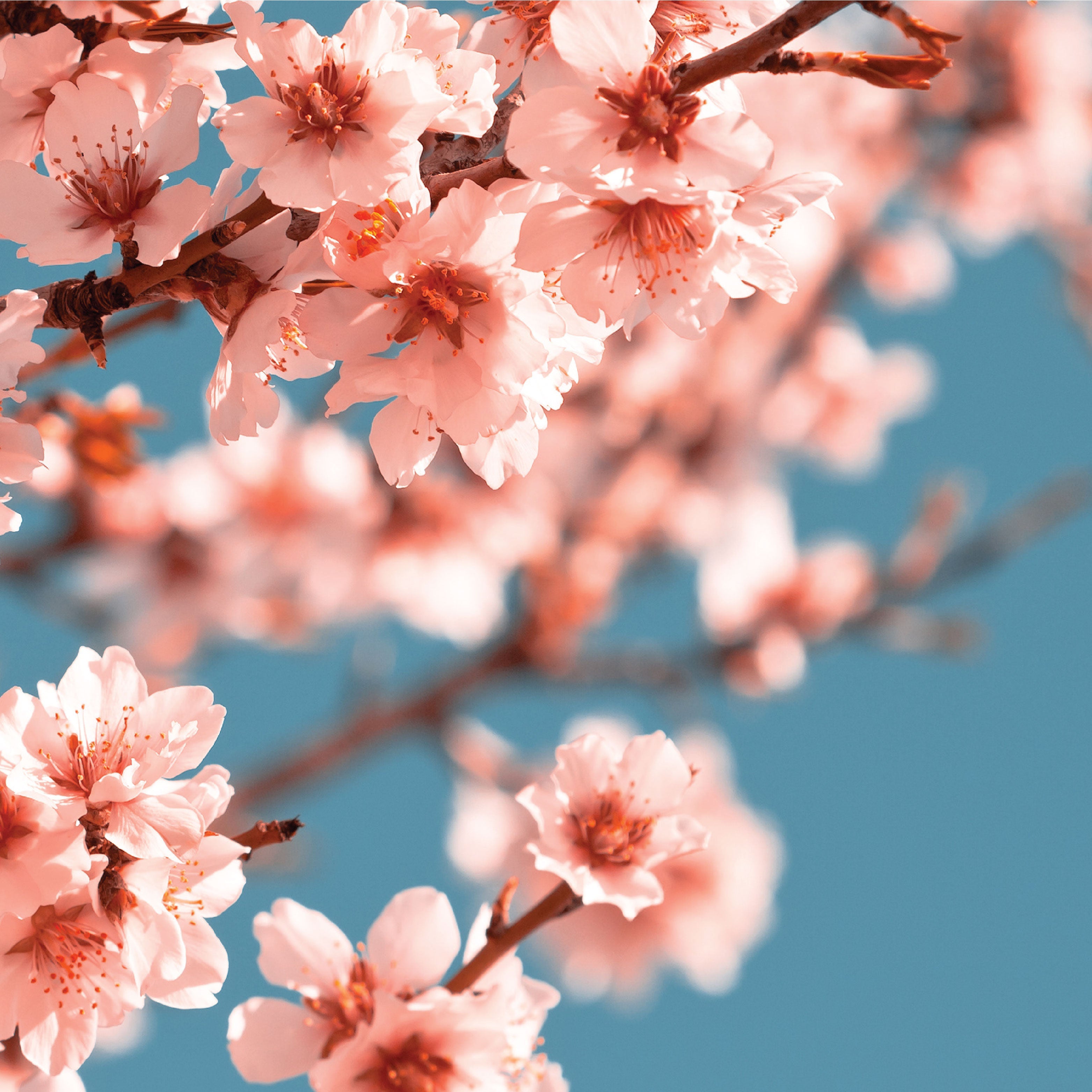Pink flowers blooming on a tree.