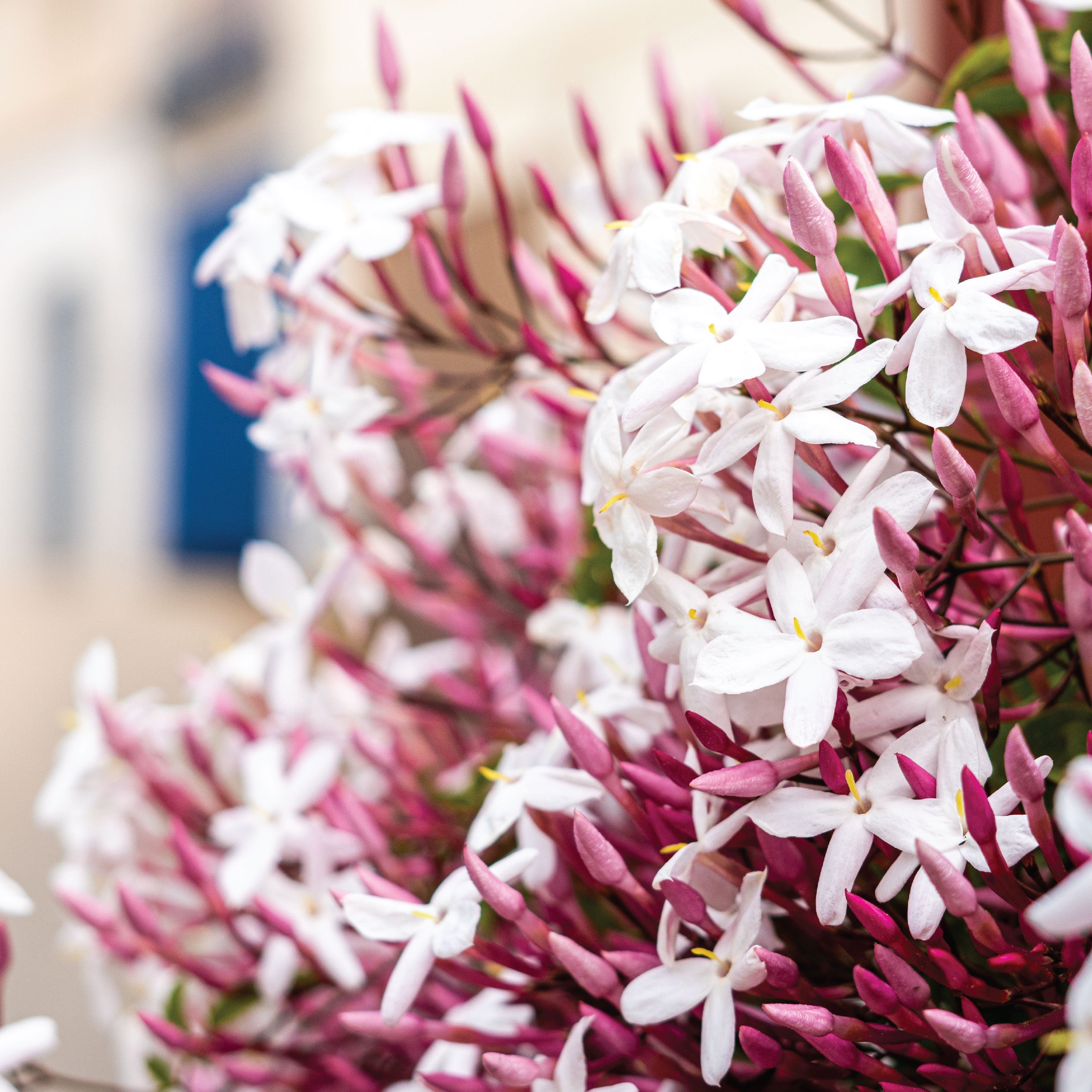 Close up of jasmine flowers. 