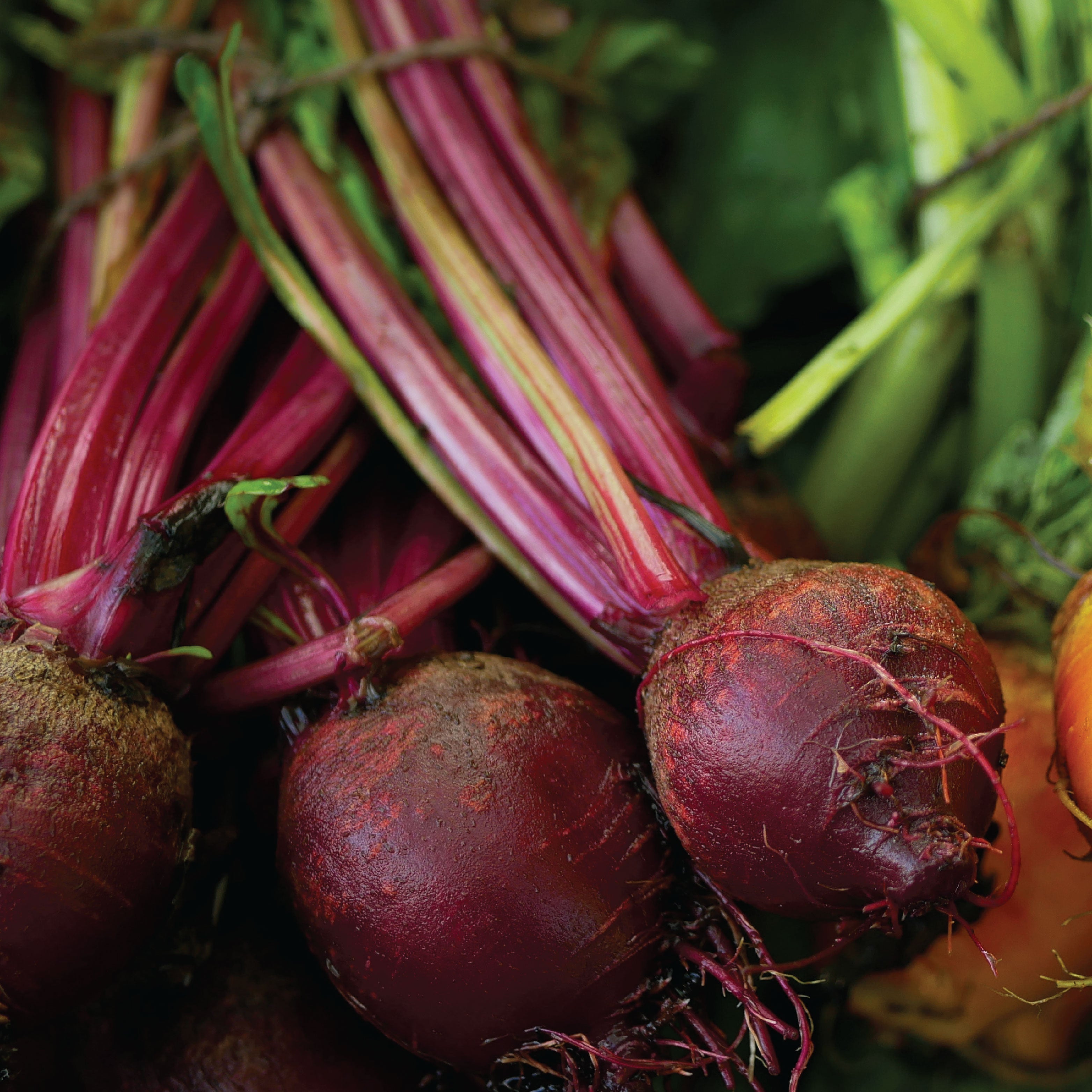 Close up of fresh beets.