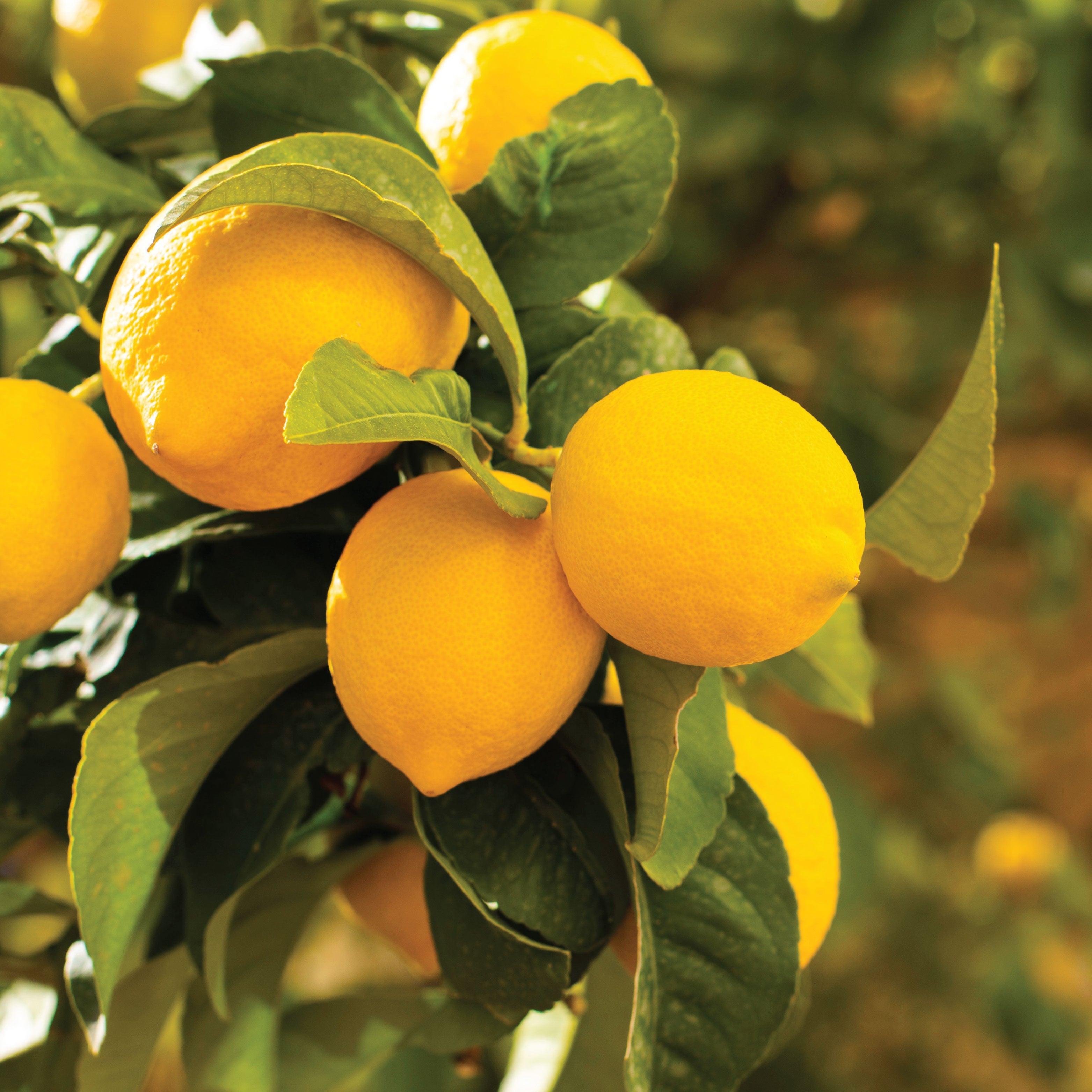 Close up of a lemon tree.