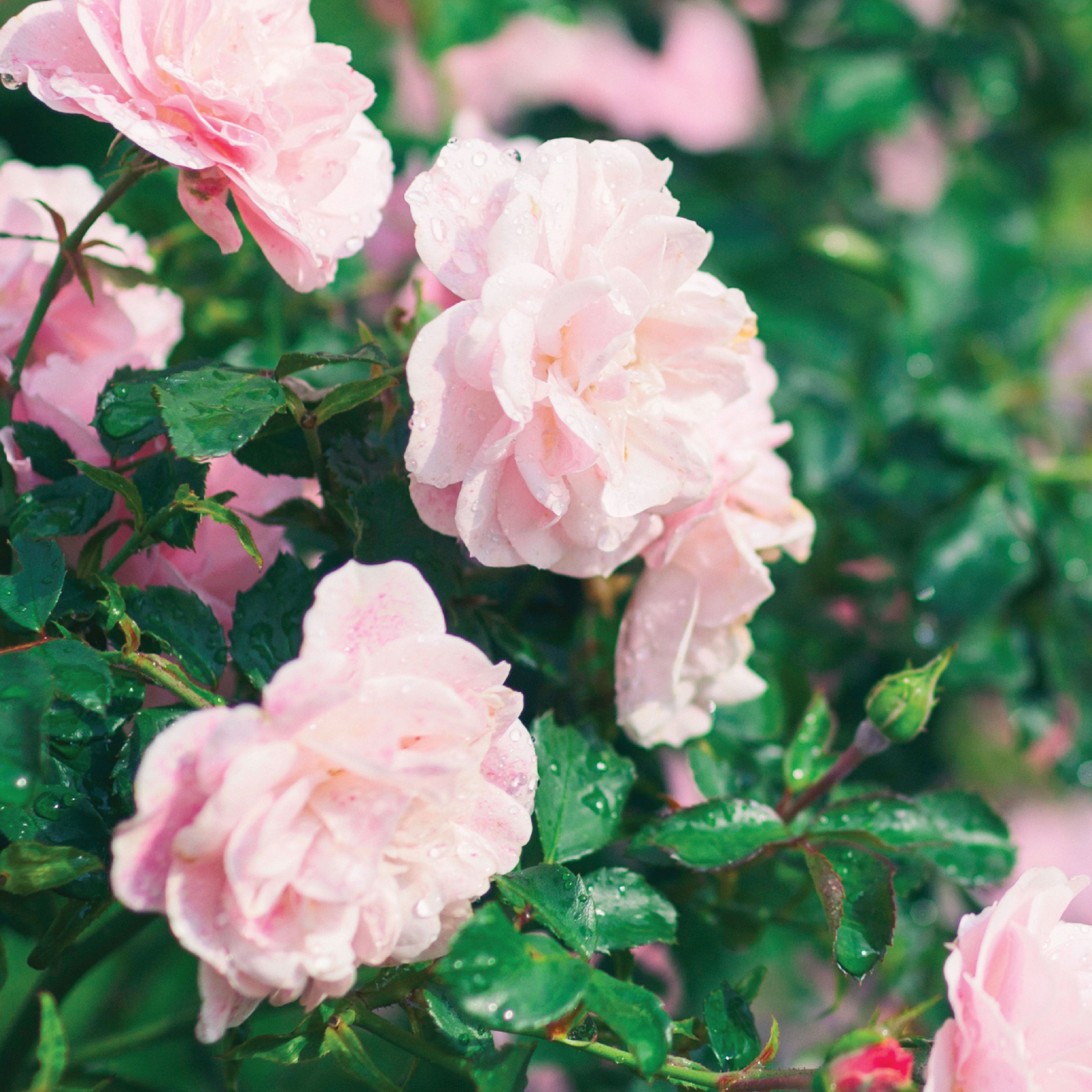 Close up of pink roses. 