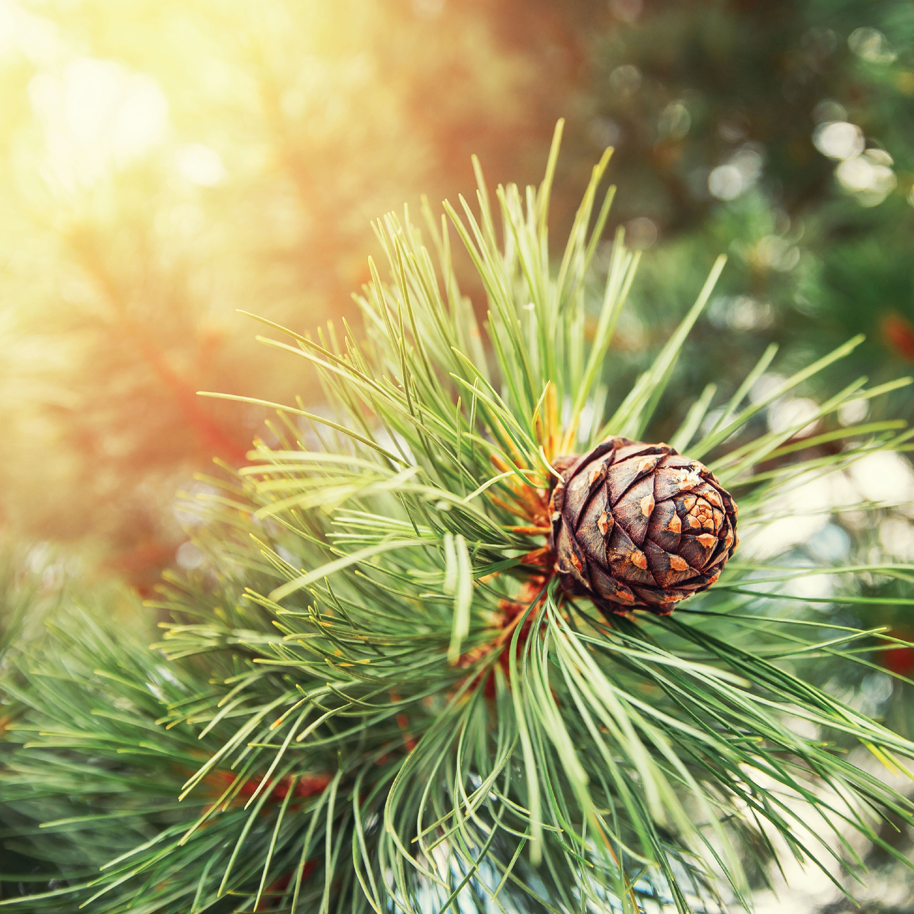 Close up of cedar tree.