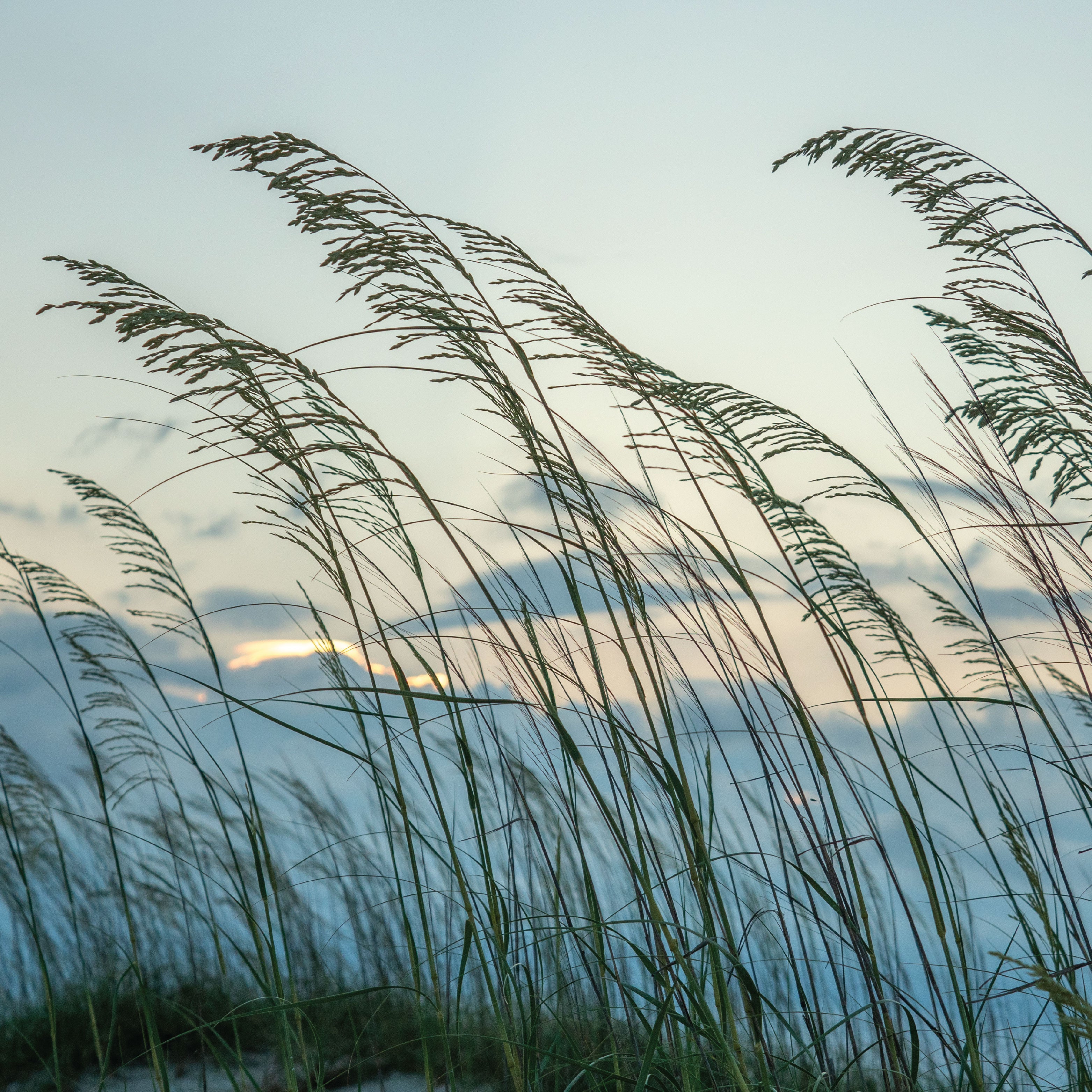 Wild Blue Grass