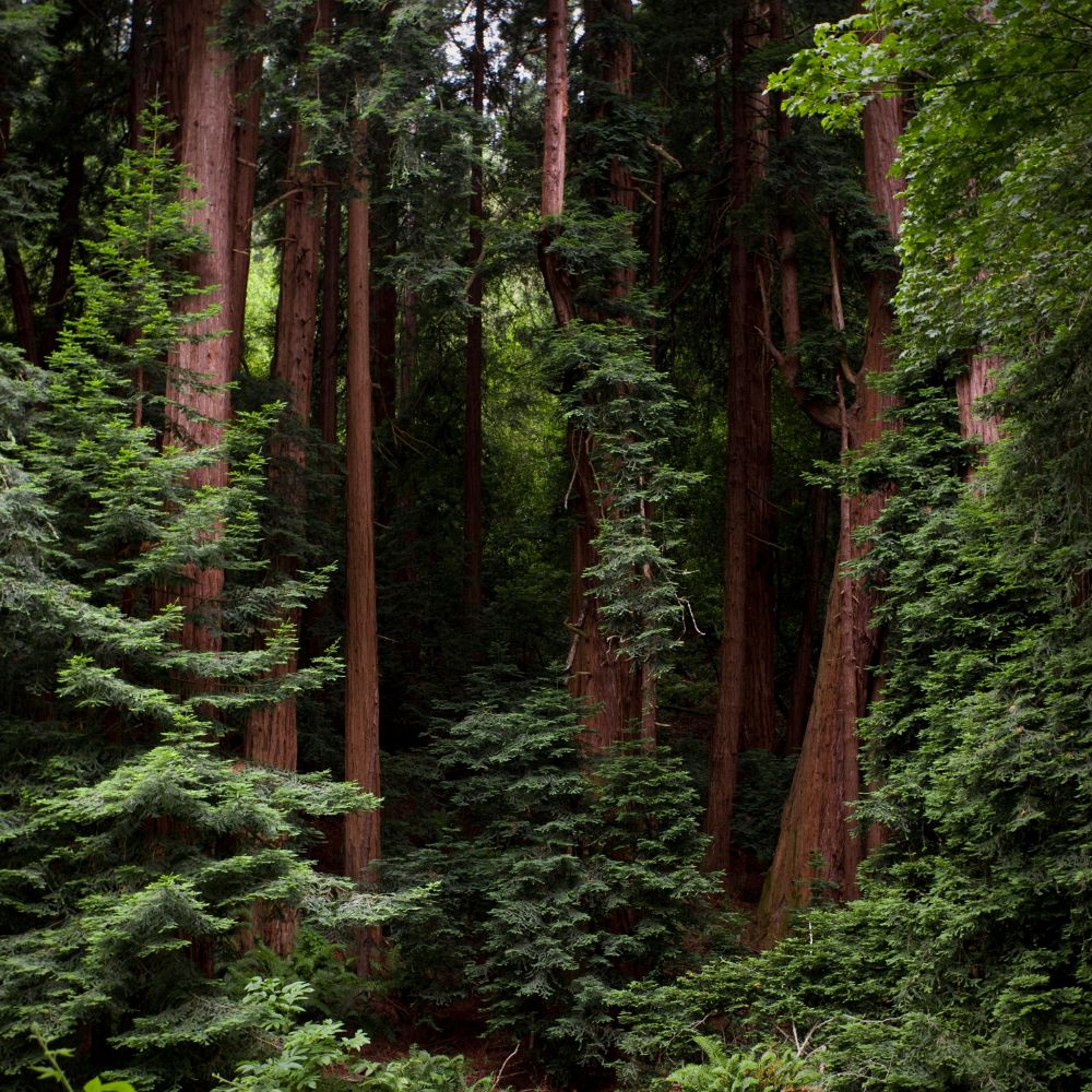 Woods